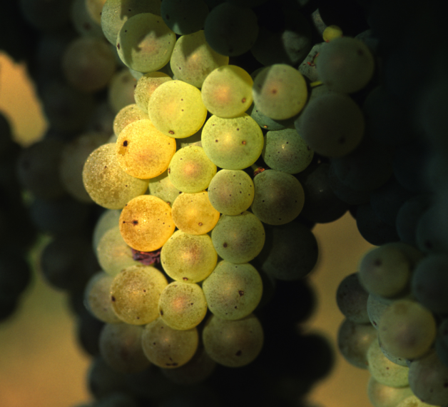 Un grappolo d'uva Montonico