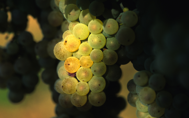 Un grappolo d'uva Montonico