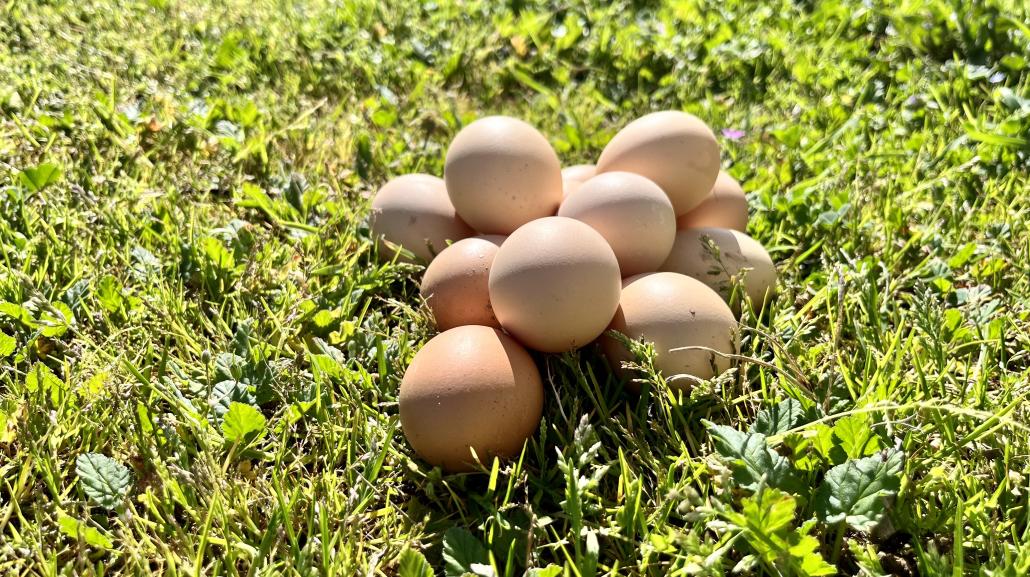 Le uova della Gallina Nera Atriana