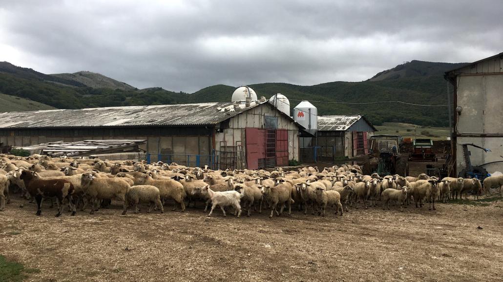 Le pecore dell'azienda agricola Sambucoli Impiso