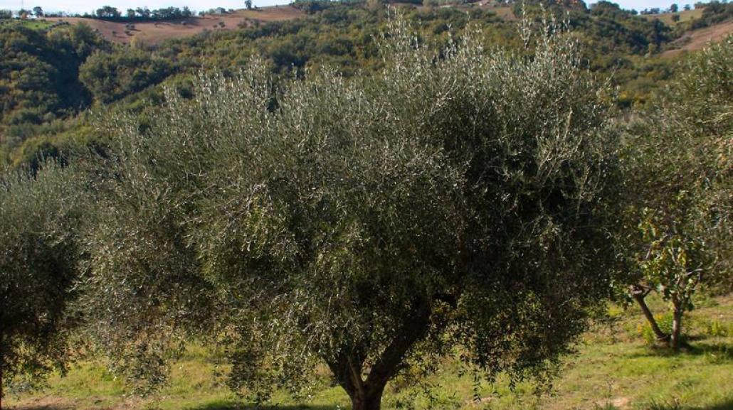 Dagli olivi aziendali, l'olio extravergine di oliva