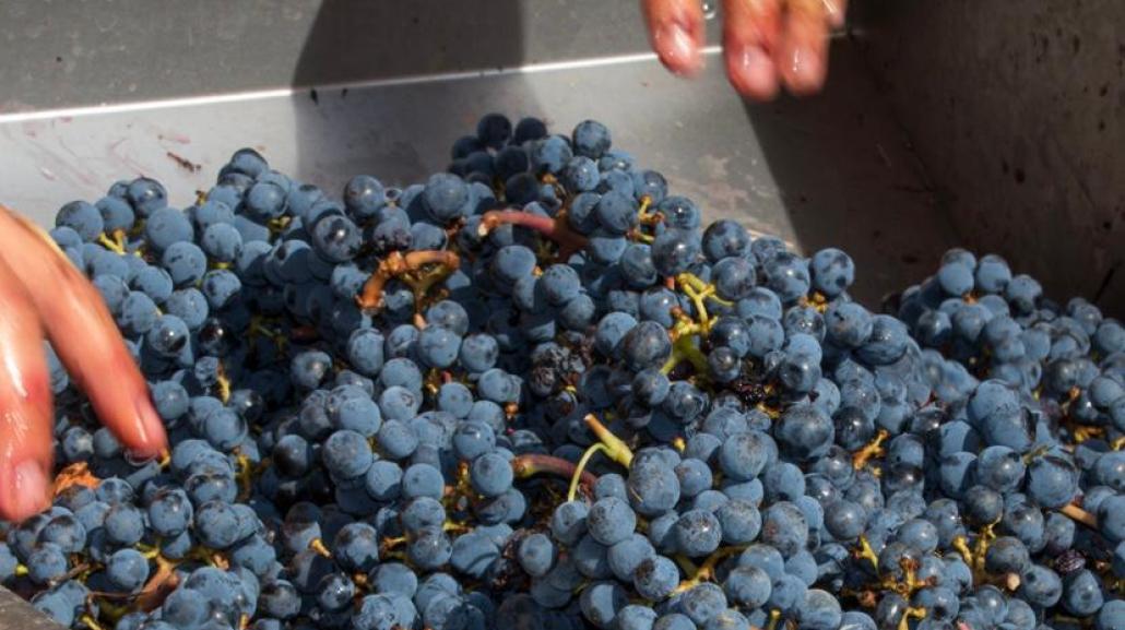 Il vino cotto di Campli è ottenuto solo dall'uva Montepulciano