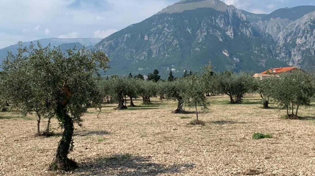 Tenuta Sant'Ilario olivi