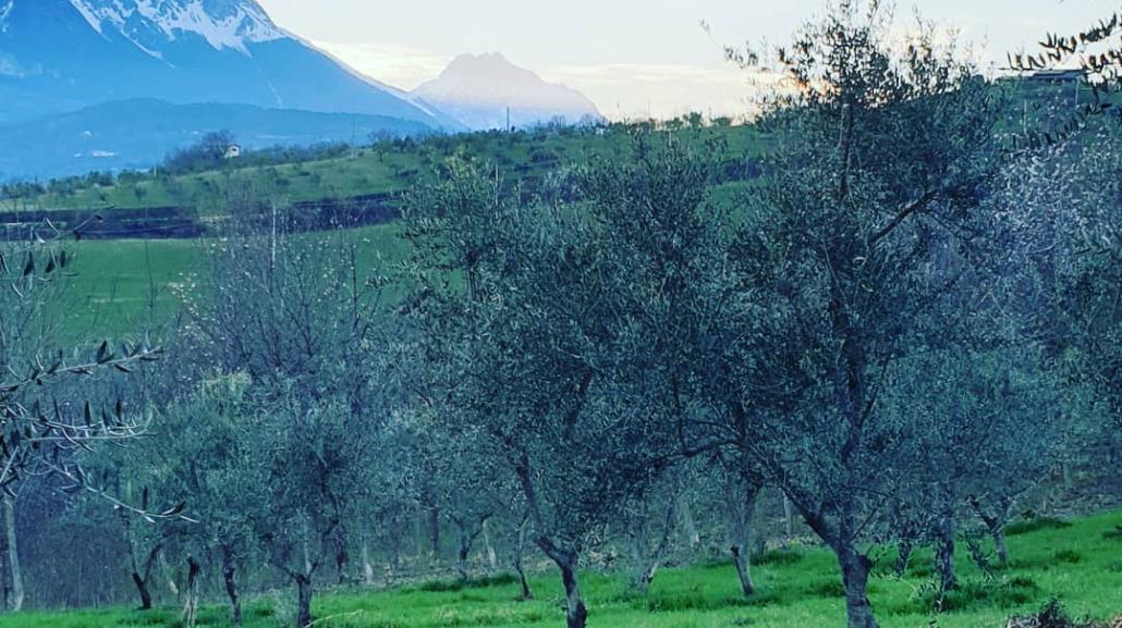 Gli olivi di Tenuta Sigillo affacciati sul Gran Sasso