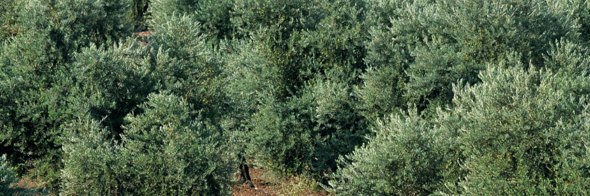 Paesaggio di ulivi