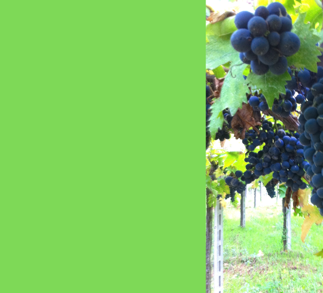 Uva Montepulciano